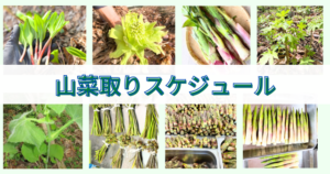 山菜の時期！いつから採れる？春の山菜採りスケジュール