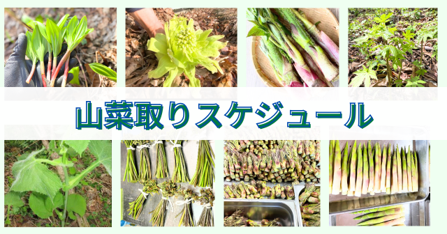 山菜の時期！いつから採れる？春の山菜採りスケジュール
