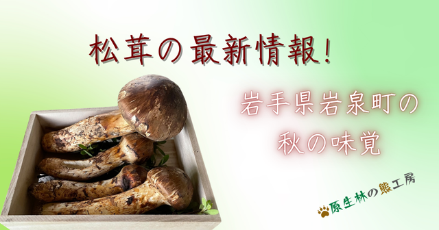 2025】松茸の最新情報！岩手県岩泉町の秋の味覚 | 原生林の熊工房【公式】