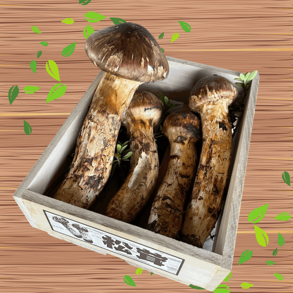 岩泉町産松茸