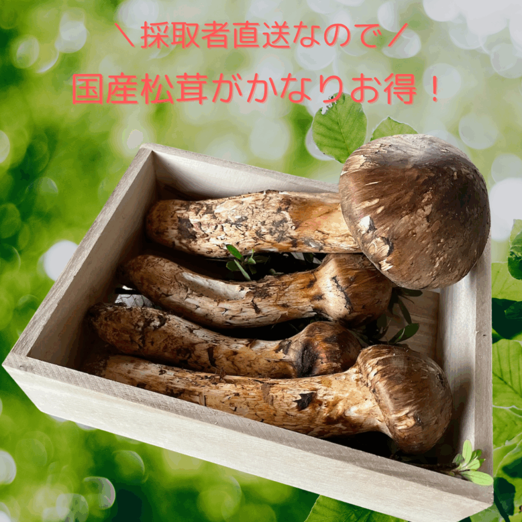 直送　岩泉町の松茸