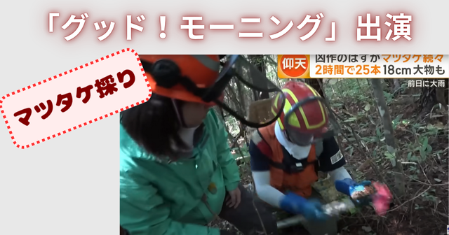 マツタケ採り｜グッド！モーニングに出演