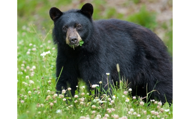 緊急銃猟制度 熊の状況
