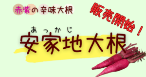 安家地大根　岩泉