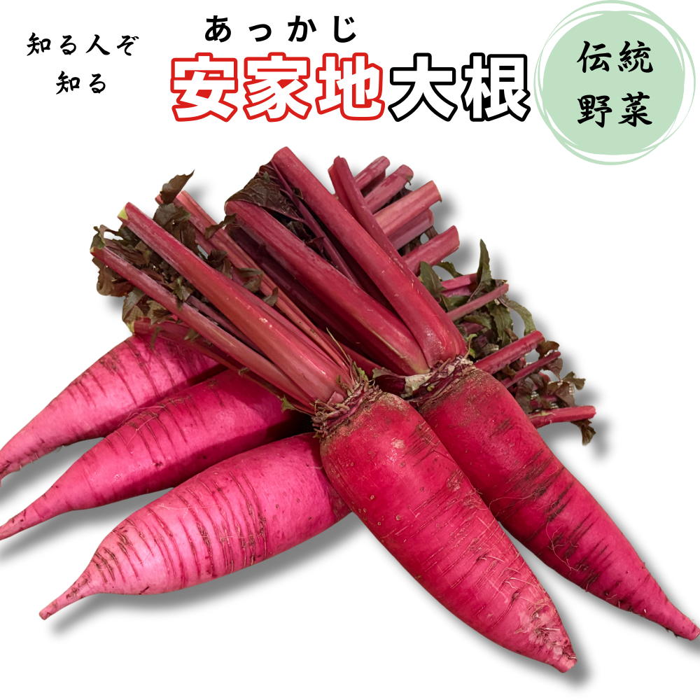 安家地大根