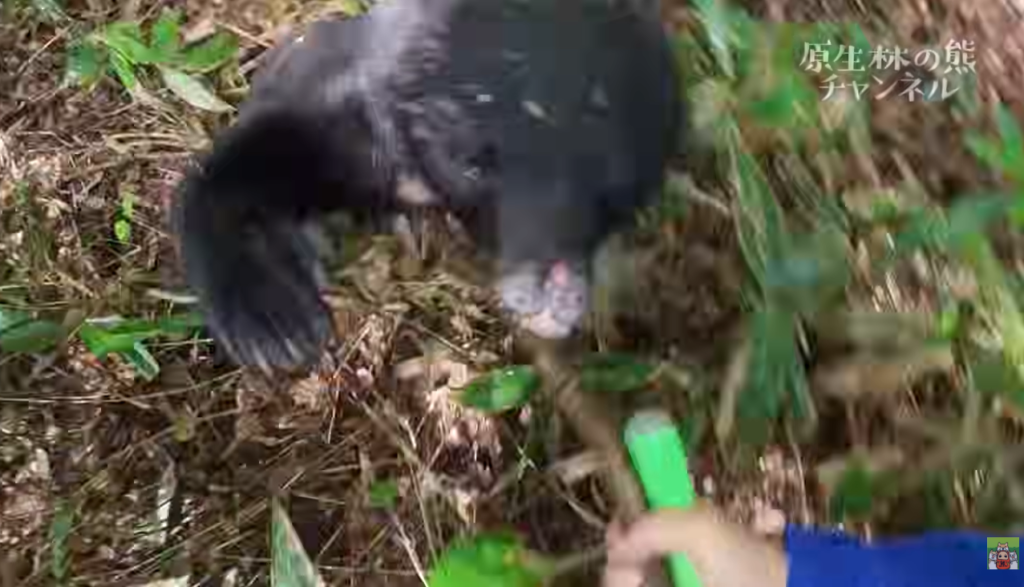 熊に襲われたシーン