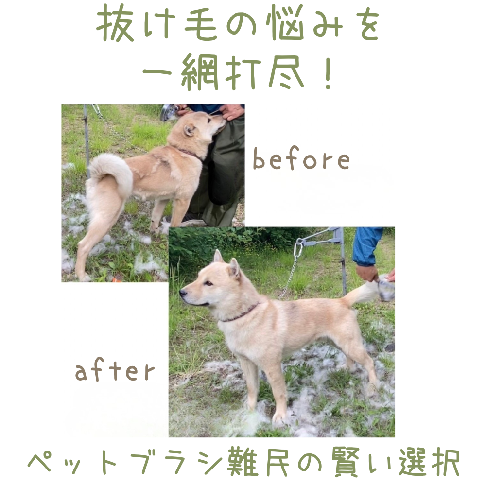 原生林の熊金櫛 ビフォーアフター