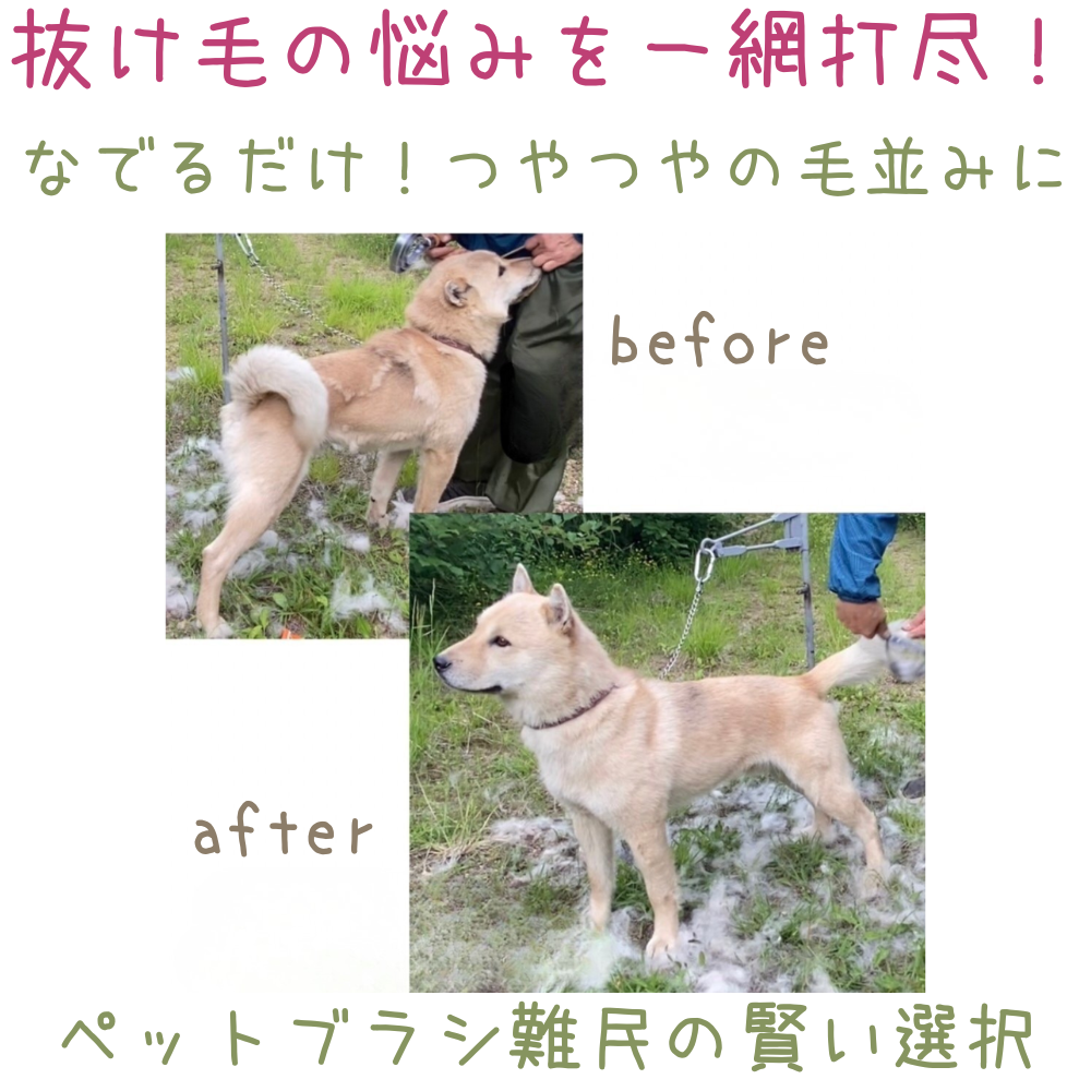 原生林の熊金櫛・BA